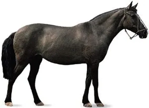 History of the Thoroughbred Horse
