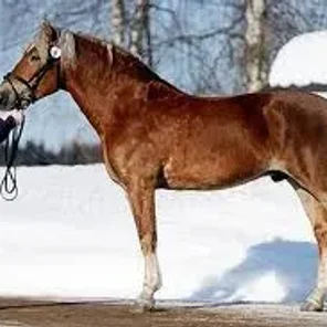 Finnhorse