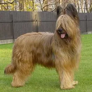 Is the Briard right for you?