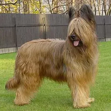 Briard...more than just a big dog!