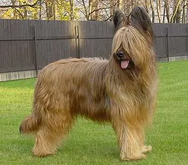 Briard...more than just a big dog!