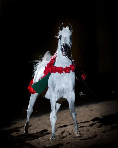 Found these really amazing photos of El Nabila B from his fb page…also many more of him, his get, and also grand-get…very “Beautiful”!!! 
https://www.facebook.com/elnabilab 
