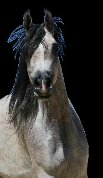 Solstis arabians