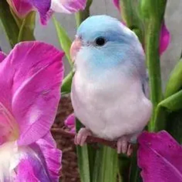 Like cotton candy Parrotlets are some of the prettiest there are!