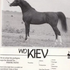 White Dove Kiev