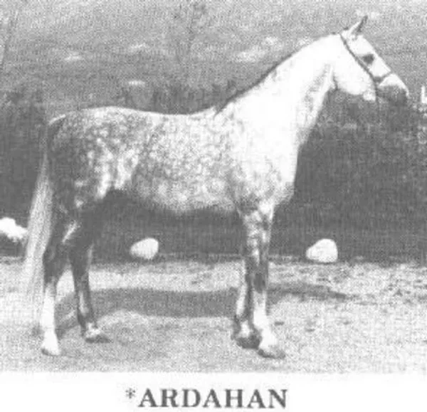 *ARDAHAN