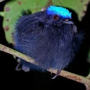 Blue-crowned