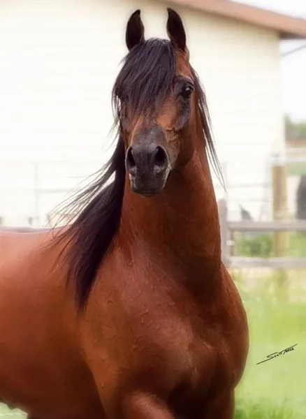 Romanek