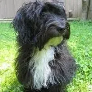 Jack-A-Poo (Designer Dog)