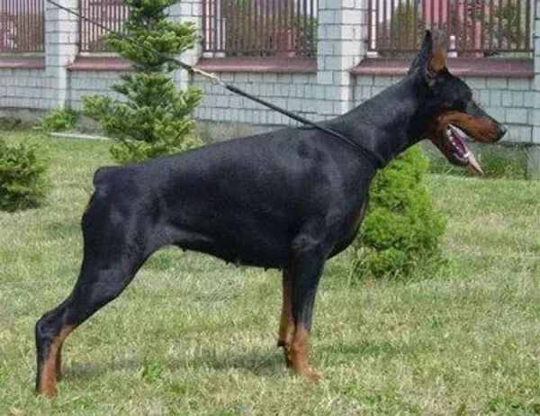 Ch. Ornelia de Grande Vinko IPO I, ZTP V-1B, HD-A