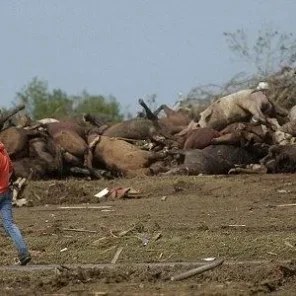 Miracle Horses Survive Oklahoma Twister