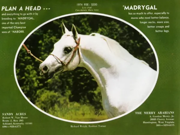 Madrygal