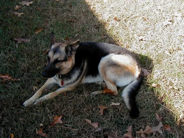 My sweet friend Sans Souci (Sau-Sau) whom I miss every day. Please reincarnate and come back to me soon!