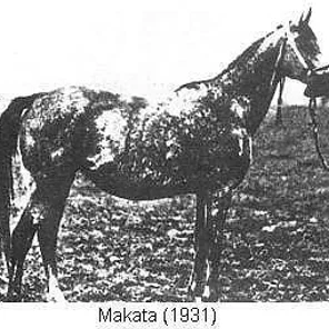 Makata