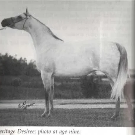 HERITAGE DESIREE AHR*63631 Grey 1970