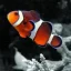 Fish - Marine