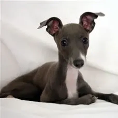 The Italian Greyhound is found in a wide array of colors and markings.