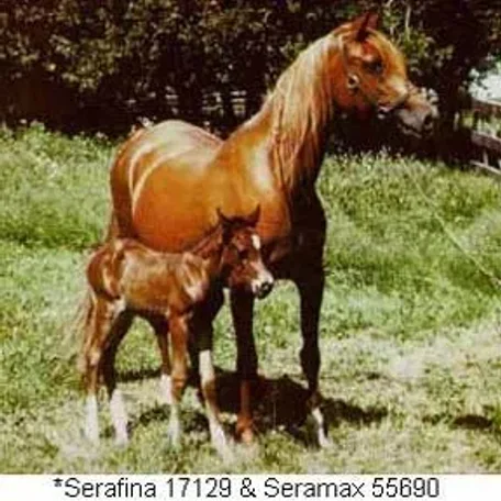 SERAFINA