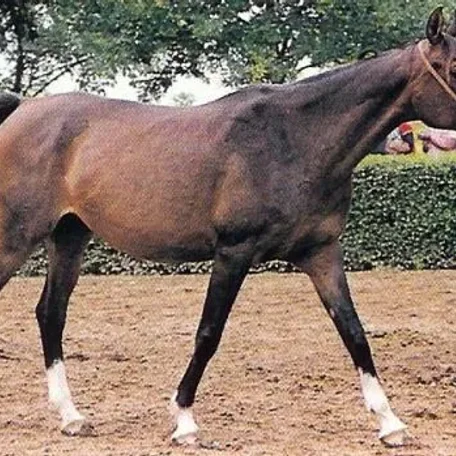 Molva