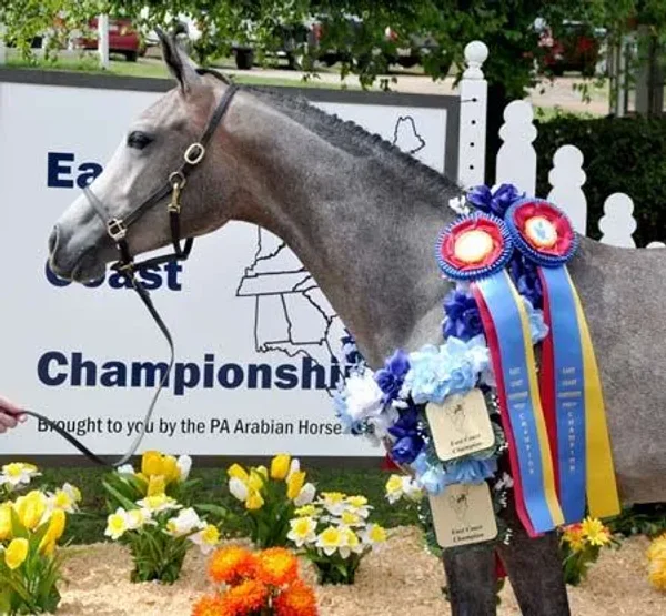 Roze Arabians