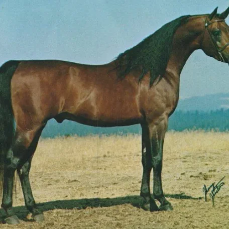 
          Photo by Luxemere Arabians
        