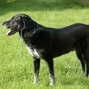 Lab-Pointer (Designer Dog)