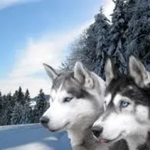 Huskita (Designer Dog)