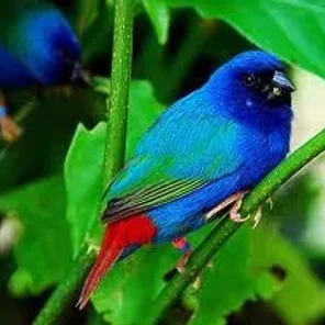 Tricolor Parrot