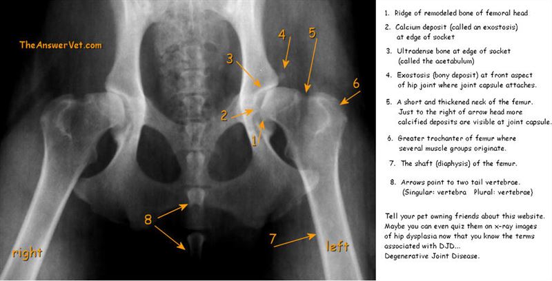 Rankings of Dog Breeds Suffering From Hip Dysplasia