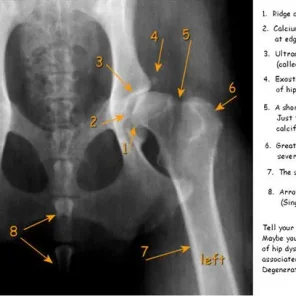 Rankings of Dog Breeds Suffering From Hip Dysplasia