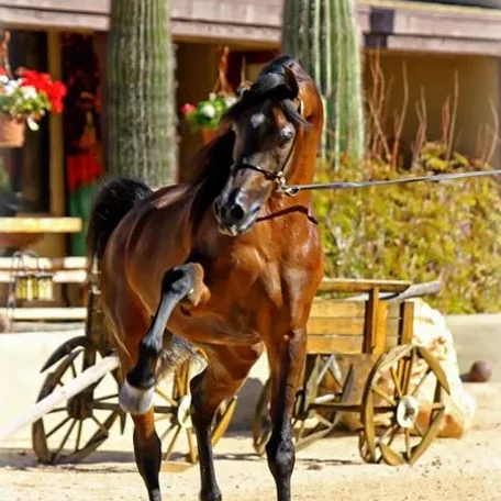 PA Gazsi 
Photo 12/30/2013 
Standing at Rodrigues Training Center - Scottsdale, AZ USA