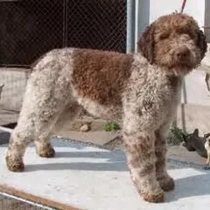 Labraheeler (Designer Dog)