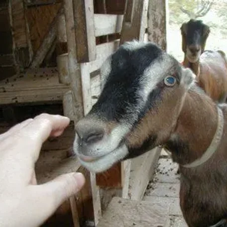 American LaMancha Goats