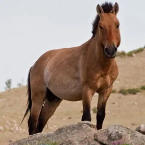 Przewalski's Horse