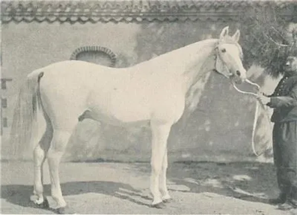 AZIZ