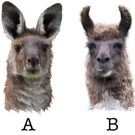 Alpaca vs Llama, What are the Differences