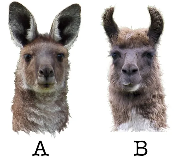 Alpaca vs Llama, What are the Differences