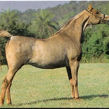 Bet El Wali NA