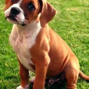 Boxer - # 8 Favorite Breed