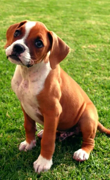 Square-jawed and muscular, the Boxer is the George Clooney of the dog world, a hunk with a sense of humor and an underlying sweetness.