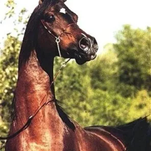 IBN EL MAREEKH