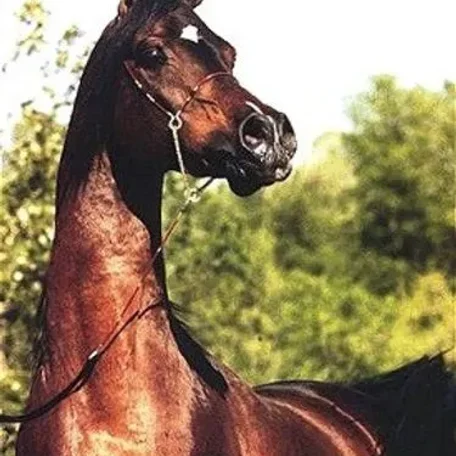IBN EL MAREEKH
