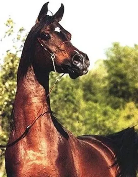 IBN EL MAREEKH
