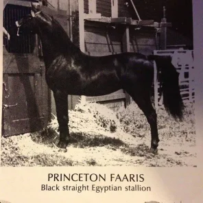 Princeton Faaris