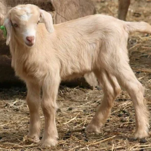 Kiko Goat
