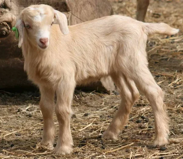 The Kiko Goat originated from New Zealand by crossing feral goats with dairy goats in the 1980s.