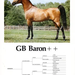 GB Baron++
