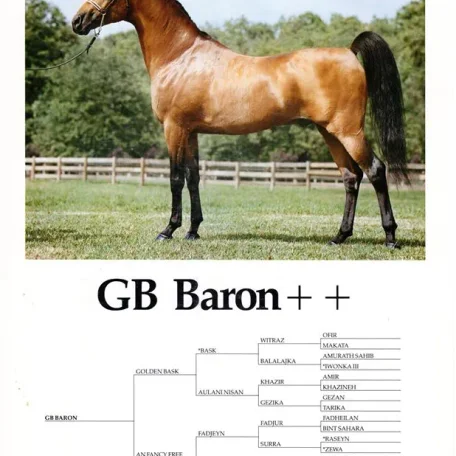 GB Baron++