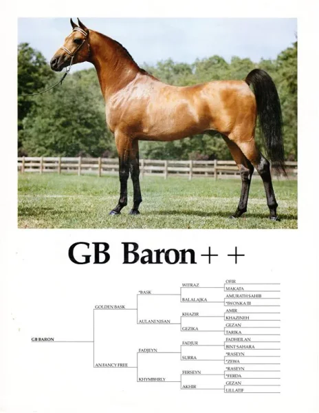 GB Baron++