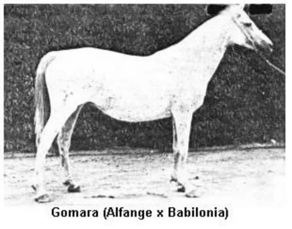 Gomara